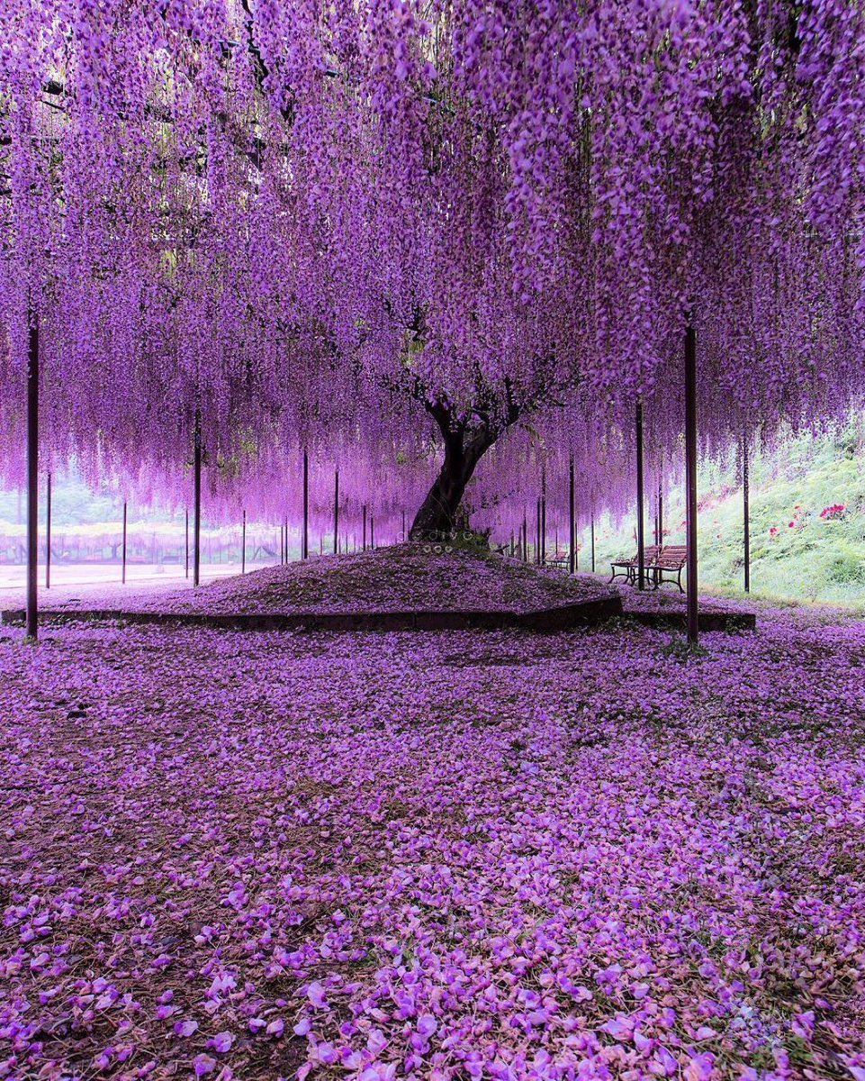Japón no es un país.
Es una dimensión paralela.

Donde lo imposible… sucede a diario.

🧵⤵️

1/ Árbol de glicina de 150 años en Japón.