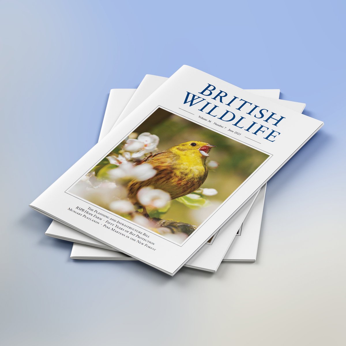 britwildlife's tweet image. Our June issue is out! Topics include the Planning and Infrastructure Bill, 25 years of RSPB Hope Farm, 50 years of bat legislation in Britain, the Munsary Peatlands and Pine Martens in the New Forest.
For more see britishwildlife.com/back-issues/br…