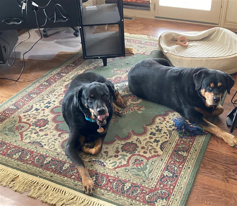 Happy #TakeYourDogToWorkDay! Our team’s pups are hard at work - supervising calls, boosting morale, and sneaking treats between meetings. #OfficeDogs #symplrPups
