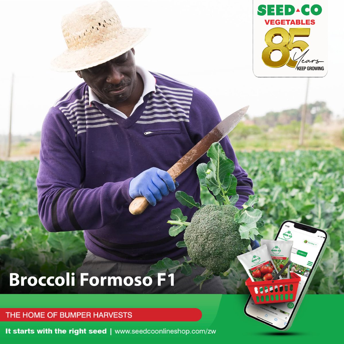 SeedCoVegZim's tweet image. Perfect for cold seasons, Formoso F1 delivers high yields, uniform heads, and superior frost resistance. Its vigorous growth and excellent flavor make it a top choice for farmers.

Why Choose Formoso F1?
✅ Cold-tolerant &amp;amp; resilient
✅ Ideal for winter planting

#seedcovegzim