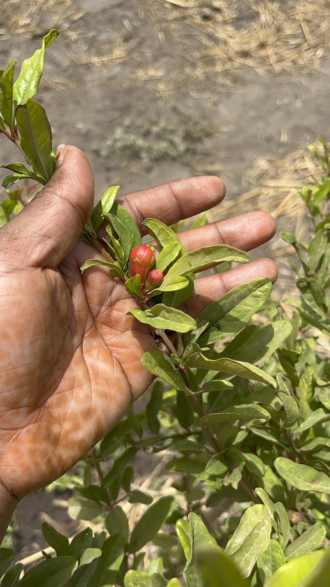 Bonjour ma communauté ! 

Qui connaît cet arbre ?