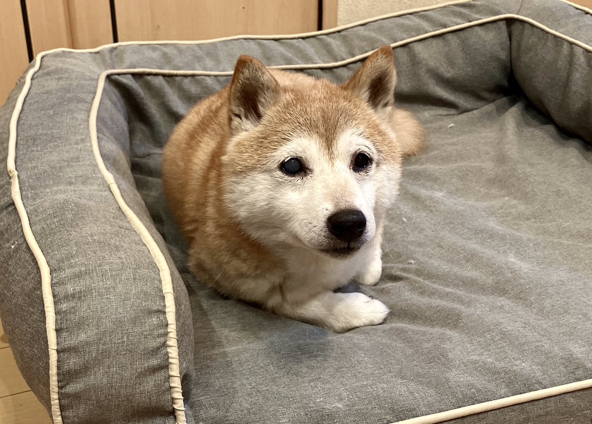 ご飯食べ終わって即寝してたけど
カメラ向けたら起きたw

今夜はあと何回食べるんだろ…

でもかわいいな😍

#柴犬くるみさん