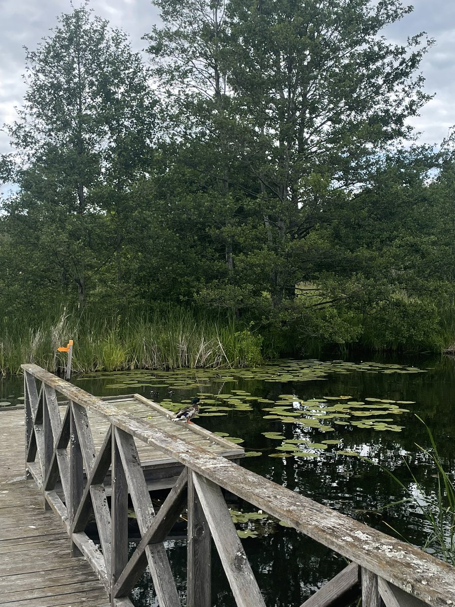 altlunari's tweet photo. midsommar!!

i saw ducks and swans https://t.co/5jk0bpb88H