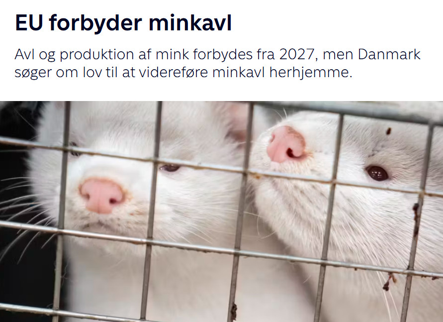 Aaah ja... Selvfølgelig modarbejder den danske regering et EU forbud mod dyremishandling... ah... jeg mente selvfølgelig... mod "produktion" af mink. 🫣

Dagens absolut mindste overraskelse! 🤷‍♂️

#dkpol