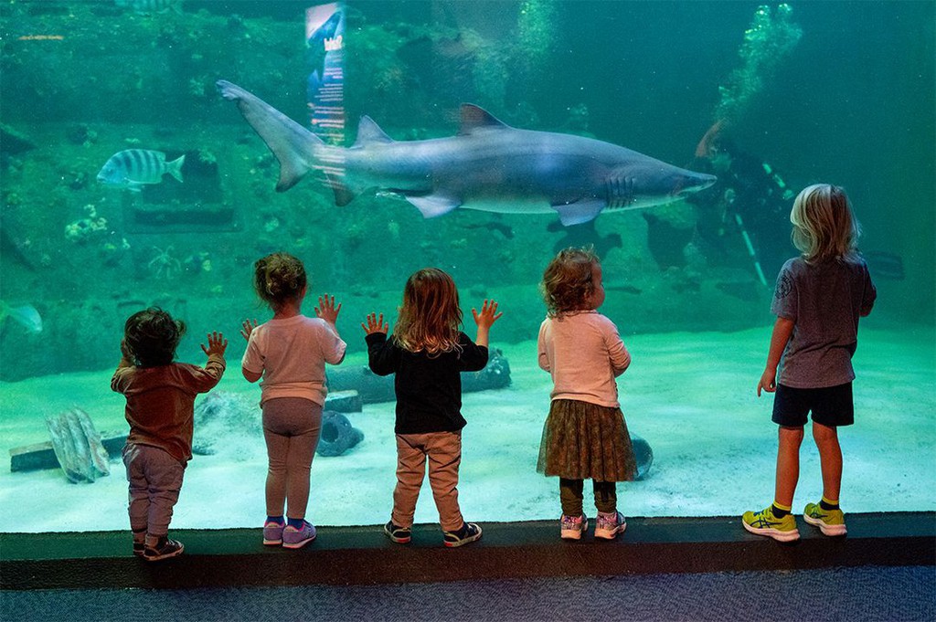 Get ready for wide eyes and excited squeals because the North Carolina Aquarium at Pine Knoll Shores is bursting with underwater magic.

Read more 👉 lttr.ai/AfRVr

#CrystalCoast #TopThings #NorthCarolina