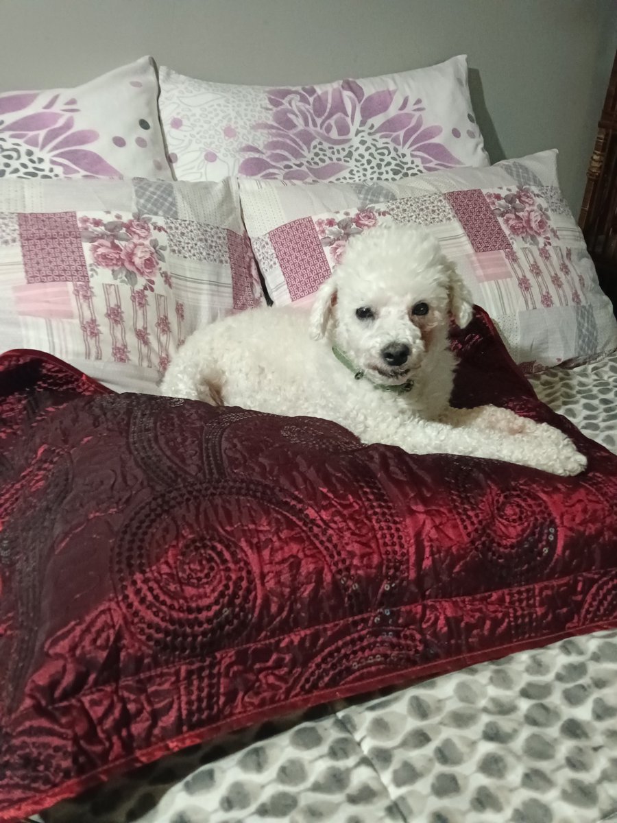 PattyLagos2's tweet photo. #contigoenlamañana  Les presento a mi Marcianito tiene 11 años es un regalo que me dejó la vida pero  en la calle, lo Amo Inmensamente https://t.co/uiYdZL0Vey