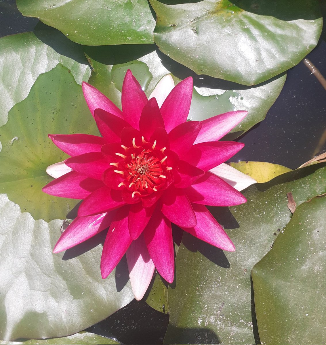Jim Gannon (@jimgannonuk) on Twitter photo #Flowersonfriday
Star of Porto botanical Gardens visit today.
<a href="/AudieHamilton/">Audrey Hamilton</a> <a href="/AudreyRose/">AudreyRose</a> <a href="/vlucia24660241/">vlucia🌺🦋🇧🇷🥰</a> <a href="/VaSeemsReal/">🌱Vaseem</a> <a href="/bibekum/">Rita Bibekum Aya🇨🇲🇩🇰</a> <a href="/alliemcrowe/">🌱 The Wee Flower Farmer</a> <a href="/4monarosi/">4Monarosi</a> <a href="/acdc00/">𝒎𝒂𝒄𝒉𝒊𝒌𝒂𝒅𝒐</a> <a href="/al_lawson16/">AL🥀🌹</a> <a href="/AnnMariSheerio/">Ann Marie</a> <a href="/Antonia15652/">Antonia🌈🌈</a> <a href="/martinyoung1995/">Tintin</a> @ #Flowersonfriday
Star of Porto botanical Gardens visit today.
<a href="/AudieHamilton/">Audrey Hamilton</a> <a href="/AudreyRose/">AudreyRose</a> <a href="/vlucia24660241/">vlucia🌺🦋🇧🇷🥰</a> <a href="/VaSeemsReal/">🌱Vaseem</a> <a href="/bibekum/">Rita Bibekum Aya🇨🇲🇩🇰</a> <a href="/alliemcrowe/">🌱 The Wee Flower Farmer</a> <a href="/4monarosi/">4Monarosi</a> <a href="/acdc00/">𝒎𝒂𝒄𝒉𝒊𝒌𝒂𝒅𝒐</a> <a href="/al_lawson16/">AL🥀🌹</a> <a href="/AnnMariSheerio/">Ann Marie</a> <a href="/Antonia15652/">Antonia🌈🌈</a> <a href="/martinyoung1995/">Tintin</a> @