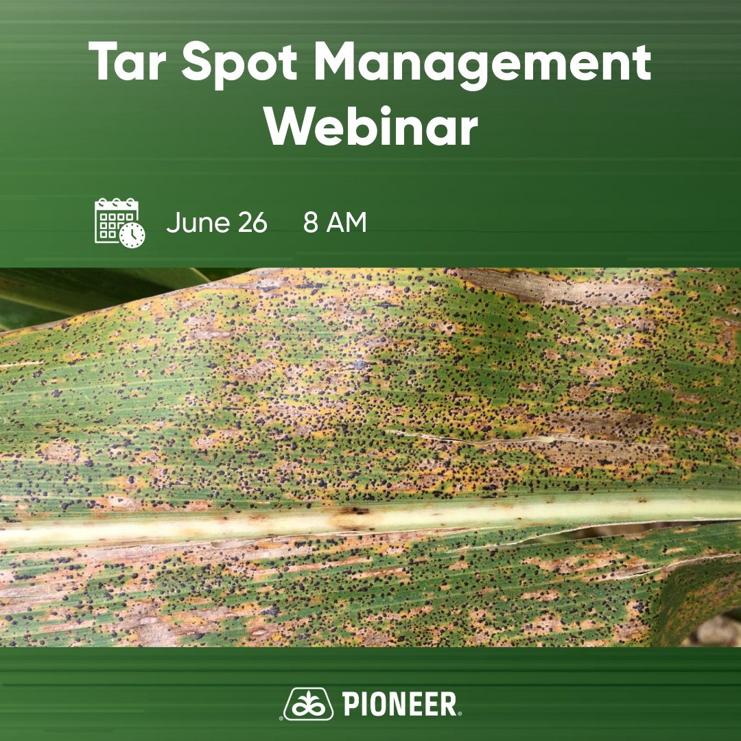 Tar spot starts as small black lesions and can spread quickly across the plant. 🌽 

Choose Pioneer hybrids with strong tar spot scores and plan for timely fungicide application.

📅 Register for our free Tar Spot Management webinar on June 26: bit.ly/4jVw5Fn