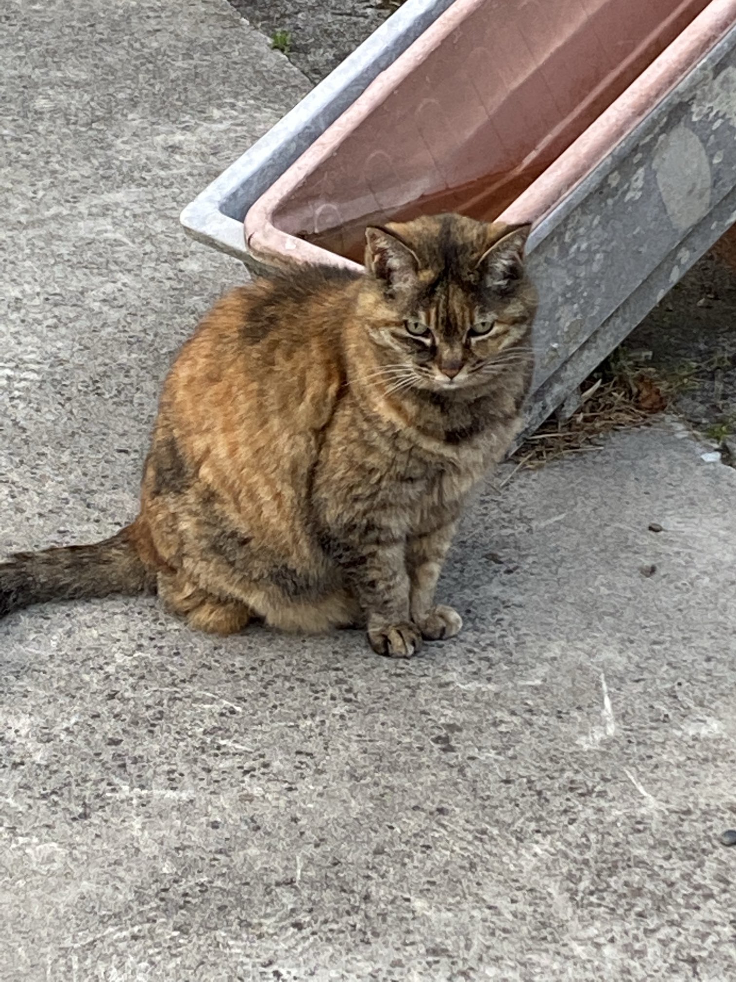 ねこ先輩 on X: 