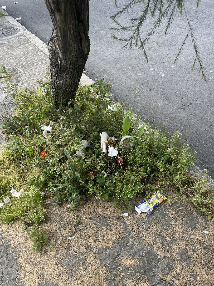 Ne9rit2's tweet photo. Por favor, enviar al personal que barre las calles a la Cristóbal de Acuña y 10 de agosto, esta calle es un completo basurero @EmAseoQuito. Viene gente mal educada a la parada y los árboles han hecho de basurero de ellos, no nos merecemos vivir así. Su ayuda urgente https://t.co/5voBpZLy2K