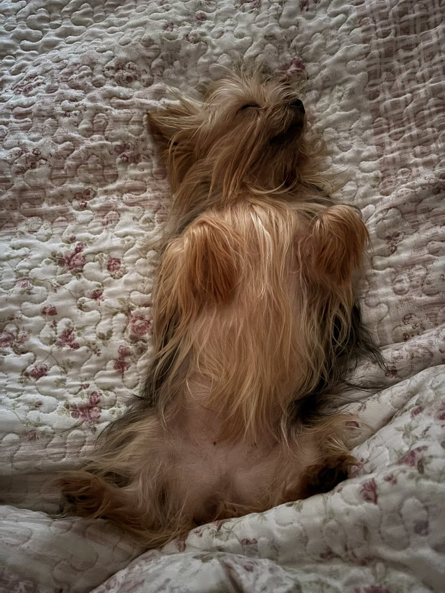 trixiacart's tweet photo. @ContigoCHV mi beba, Peka. Ahí relajada Jajajjaja https://t.co/5KMqS2Gm0O