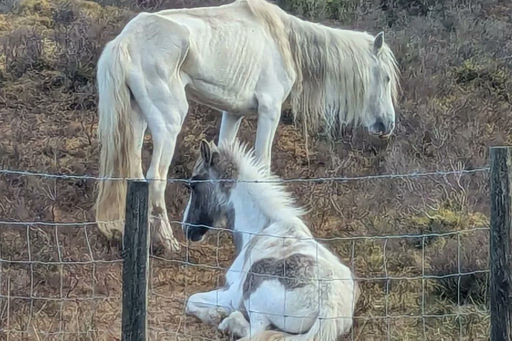Animal Adoptions UK 🐕🦺🐈🐎❤️ (@adoptionsuk) on Twitter photo Please retweet, do you know who owns these emaciated ponies found with 2 others that were dead #BRYNMAWR #WALES #UK ⭐️⭐️⭐️⭐️⭐️
The pony and her foal were found in an emaciated state, alongside two dead ponies (Image: <a href="/RSPCA_official/">RSPCA (England & Wales)</a> )
RSPCA Cymru has issued an appeal to track Please retweet, do you know who owns these emaciated ponies found with 2 others that were dead #BRYNMAWR #WALES #UK ⭐️⭐️⭐️⭐️⭐️
The pony and her foal were found in an emaciated state, alongside two dead ponies (Image: <a href="/RSPCA_official/">RSPCA (England & Wales)</a> )
RSPCA Cymru has issued an appeal to track