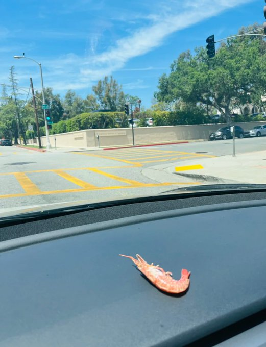 Love1Nechama's tweet photo. How hot is it in LA right now? One runaway shrimp ended up on the dashboard and literally turned into shrimp jerky 🤪 https://t.co/h8YL5h80BK