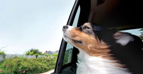 Even on a mild day, the inside of a car can become dangerously hot, very quickly. This article from State Farm explains the risks of leaving our pets in cars and why it's so dangerous. Please read and share!