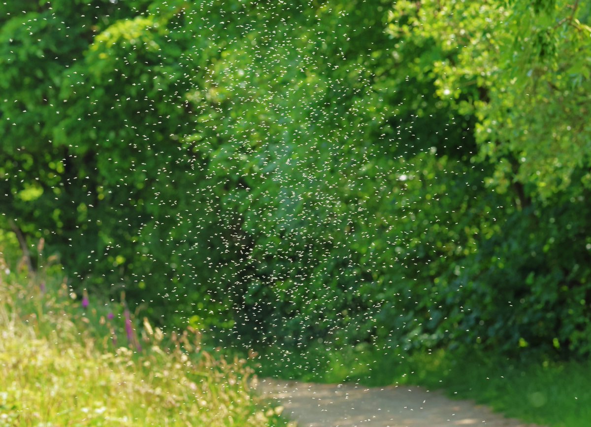 Nicola S (@nico1ame) on Twitter photo #Day20 of #30DaysWild <a href="/30DaysWild/">#30DaysWild from The Wildlife Trusts</a> <a href="/WildlifeTrusts/">The Wildlife Trusts</a> Bird food...and lots of it :) #Day20 of #30DaysWild <a href="/30DaysWild/">#30DaysWild from The Wildlife Trusts</a> <a href="/WildlifeTrusts/">The Wildlife Trusts</a> Bird food...and lots of it :)