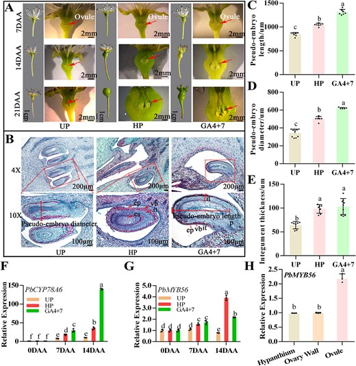 Hortres's tweet image. Study reveals PbDELLA-PbMYB56-PbCYP78A6 module in GA-induced pear parthenocarpy, insights into seedless fruit formation. #Parthenocarpy #GAsignaling #FruitDevelopment @OxfordJournals
Details: doi.org/10.1093/hr/uha…