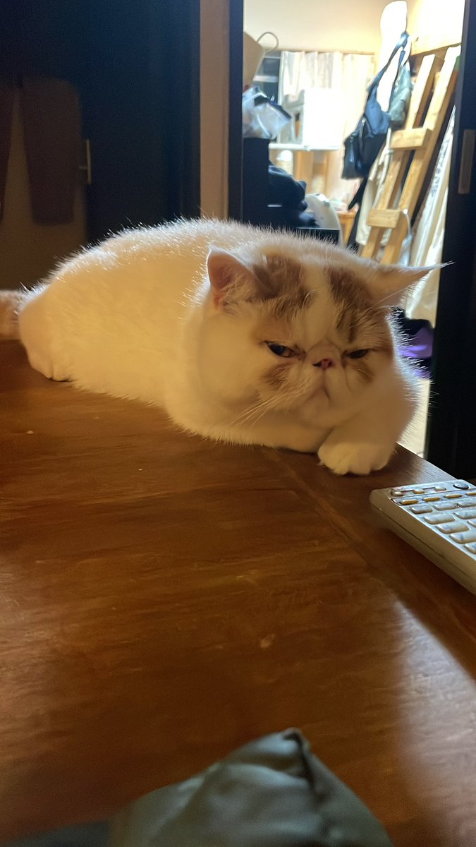 こんぶちゃん。疲れたみたいです。また、明日遊ぼうね。毎日仕事で、かまってあげられないで、ごめんね。また、明日ね。