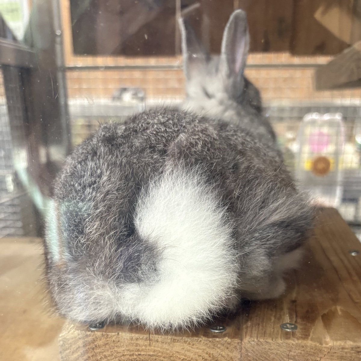 RymD0_17's tweet image. ガラスに尻を押し付けるうさちゃんも見られたので💯💮🎊🎉🎈🎁🩶🤍🐰🫶🔅🎶🍑