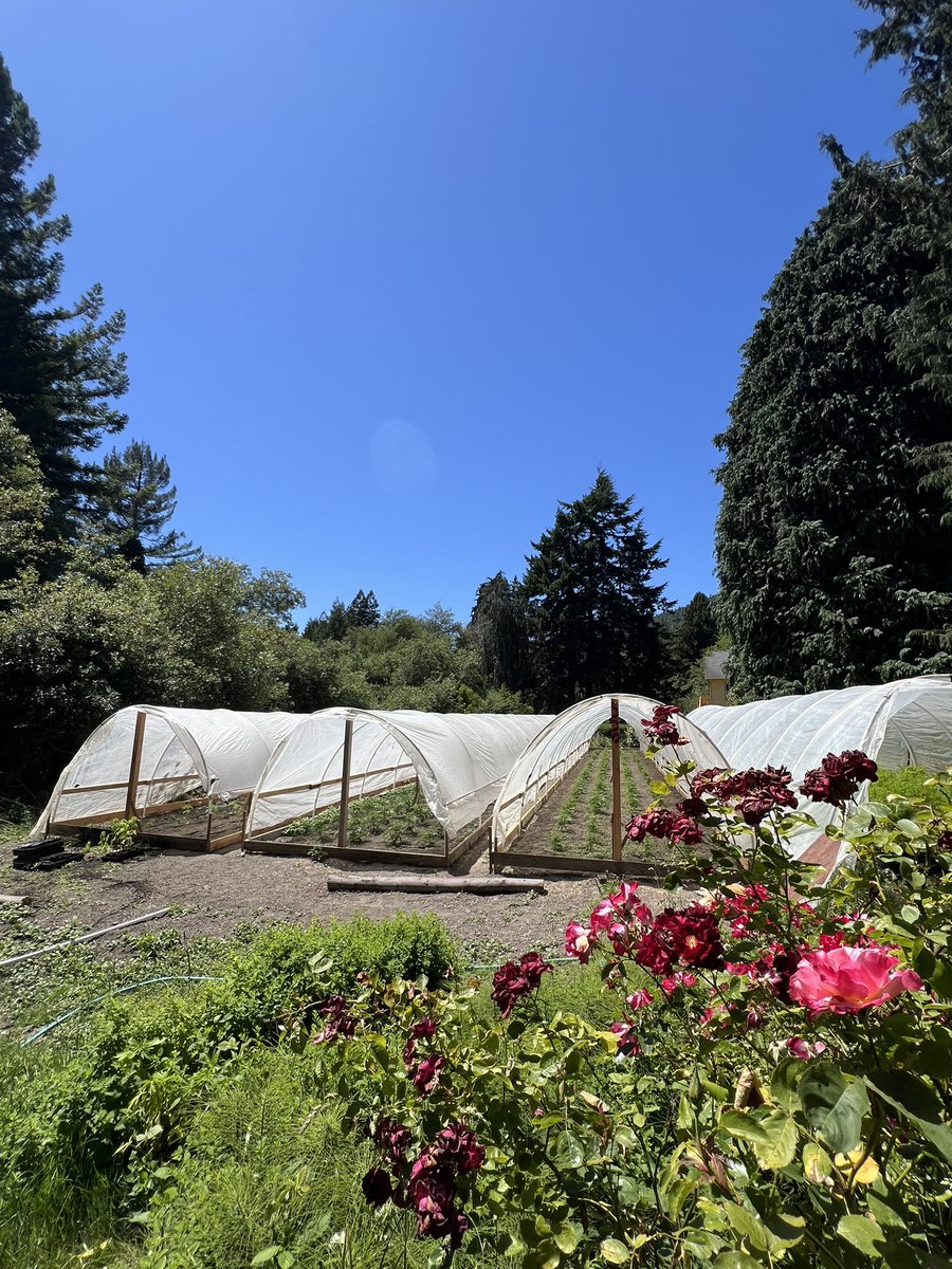 GalacticFarmer1's tweet image. She ain’t a big weed farm, but she is a pretty one. #cannabis #HumboldtCounty #terroir #OG #Ogre