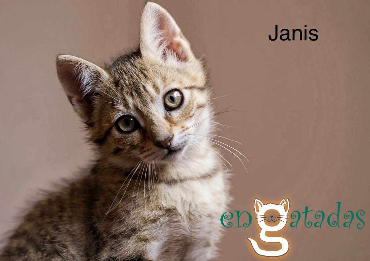 Soy Janis y busco:

un papá y una mamá
o un papá 
O una mamá 
O 2 papás 
O 2 mamás 

Cualquier forma de amorosa familia para ser una más

Estoy en #Albacete pero viajaría hasta ti👇
engatadas.es/adoptar/

Me haces #rt ? 
#compartir #comparte #difunfir #difunde #catlover #game7