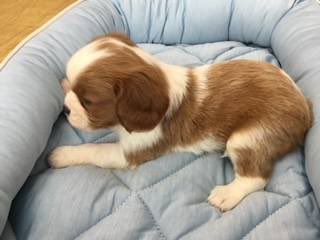 👩👩Cavalier⭐️Leon🐶📛&Cavalier⭐️Leo🐶🌈 (@Note23Blue) / X