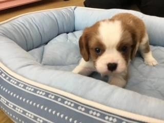 👩👩Cavalier⭐️Leon🐶📛&Cavalier⭐️Leo🐶🌈 (@Note23Blue) / X