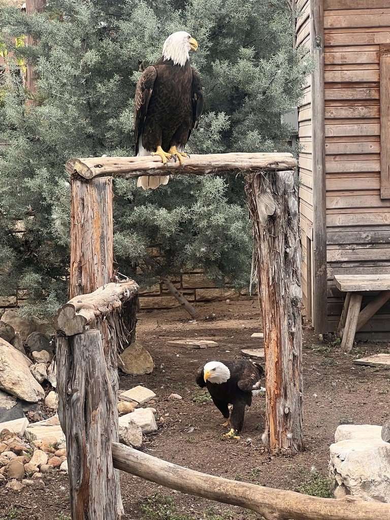 Happy #NationalAmericanEagleDay! Did you know the bald eagle can spot prey from over two miles away? That’s some serious eagle-eye vision! 👀
Teachers get in free all this month to the San Antonio Zoo where they can can see these incredible birds up close! 🦅 #EdgewoodProud