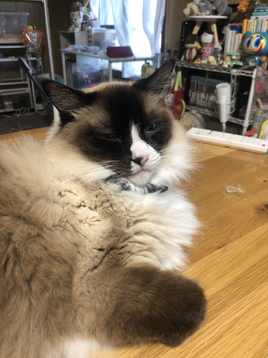 みなさまに特別にねこをみせます
