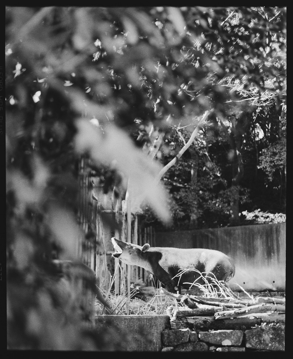 明日はアグアさんの写真たくさん見れそうで楽しみ。