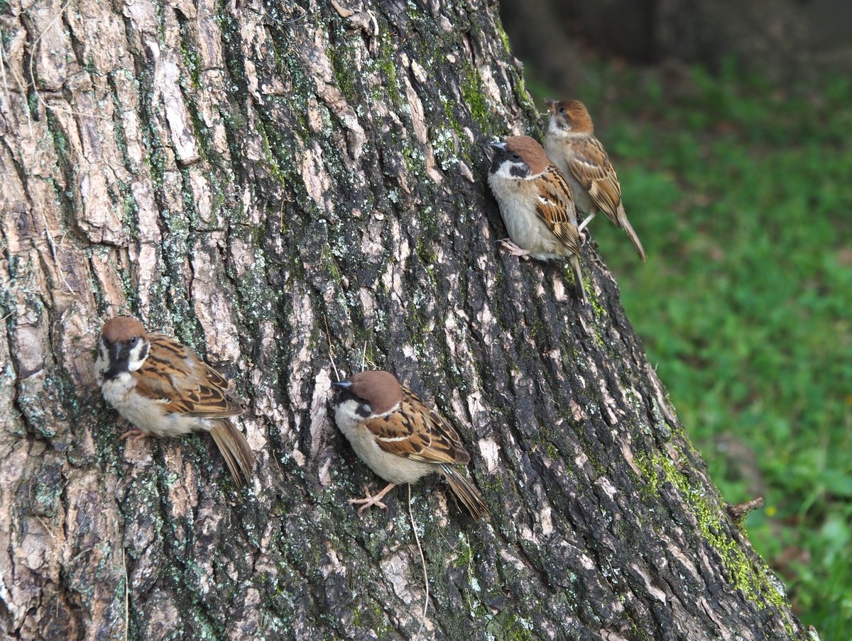 久々のチュンチュンゼミ！
子ちゅんも頑張れ❣

#すずめ #sparrow 
#ちゅん活 #野鳥写真