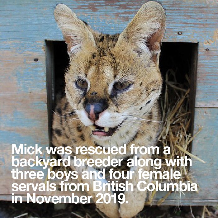 NCTigerRescue's tweet photo. Fresh air isn't a big ask. Meet Mick Serval Part 1. 🧡  #serval #CarolinaTigerRescue #predatorsnotpets #truesanctuary #rescue #rescue  #pittsboronc #chathamcountync #trianglenc https://t.co/hyFsGay0wo