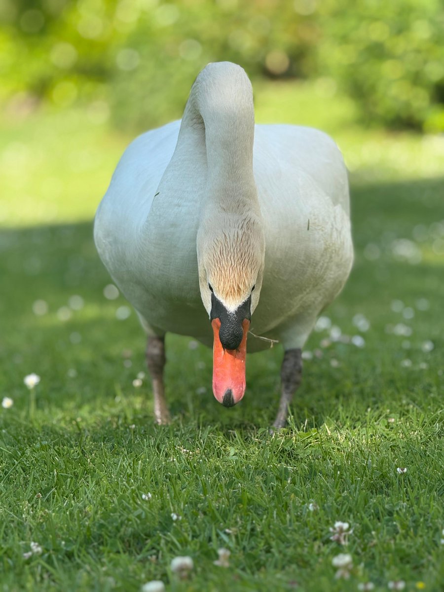 #Junieke_Fotografie #dieren 
Initiatief van <a href="/bkfotobetsy/">Betsymetcamera 2.0</a>