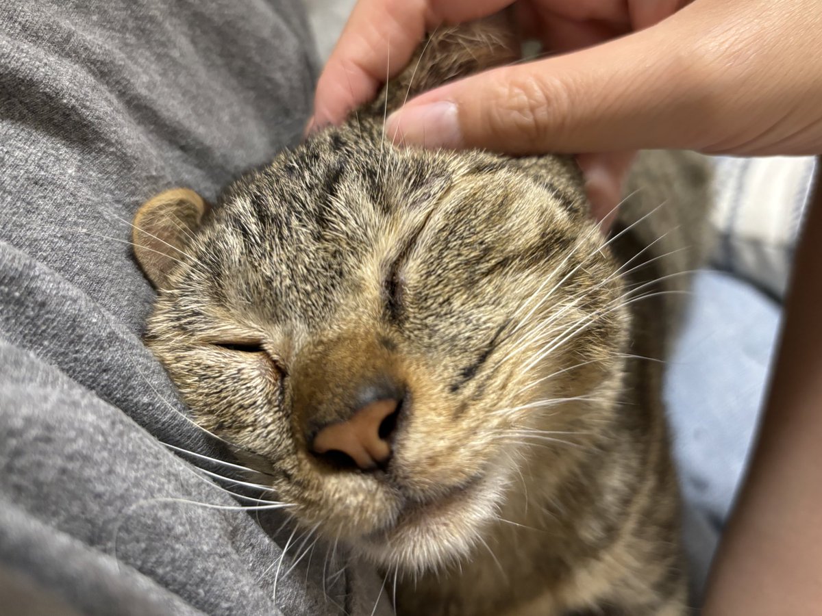 イチャイチャタイムは健康チェックも兼ねているのだ #今日のネコのココ
