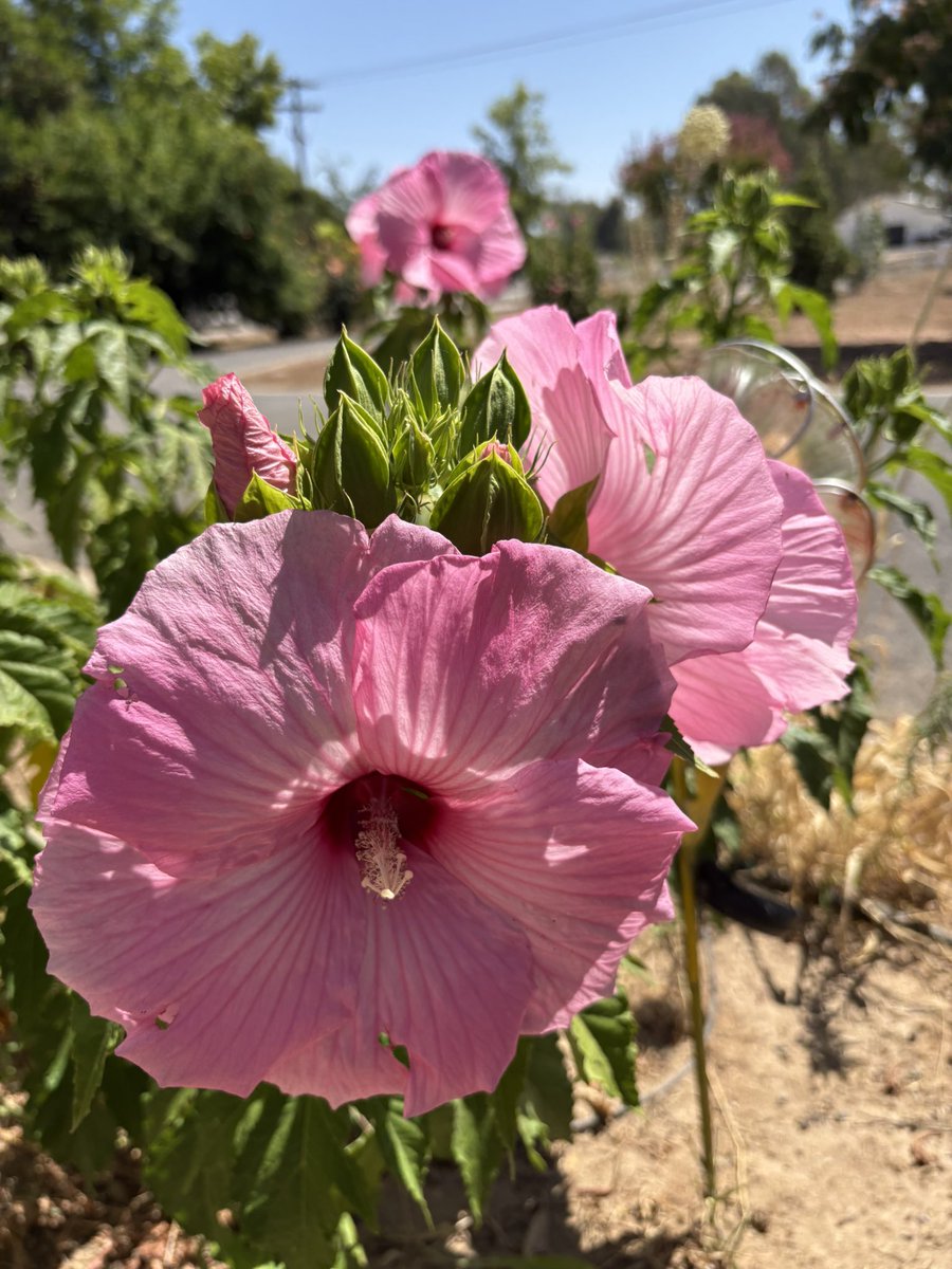 Happy Summer Solstice! This heat-loving giant hibiscus thrills me every year. #Solstice #season #summer #garden #flowers #beauty #nature #peace
