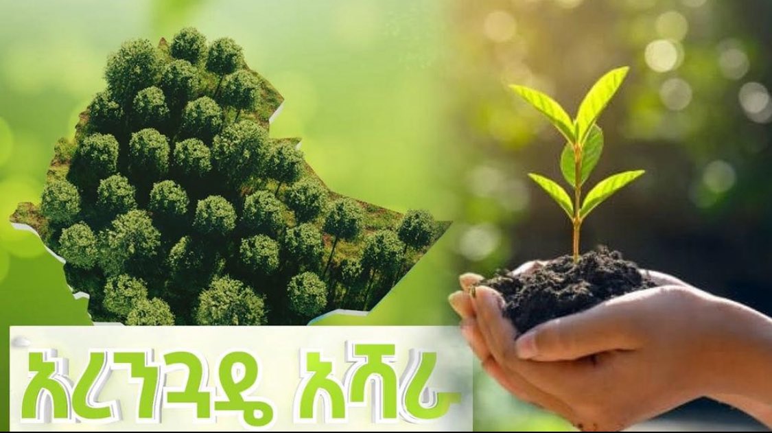 #Ethiopia is stepping up climate leadership with the 2025 planting season 🌿
A powerful move to build resilience, grow forests, and feed the future.
#ClimateDiplomacy #GreenLegacy <a href="/Prosperity2019/">Federal Prosperity - ፌዴራል ብልፅግና</a> <a href="/AbiyAhmedAli/">Abiy Ahmed Ali 🇪🇹</a>