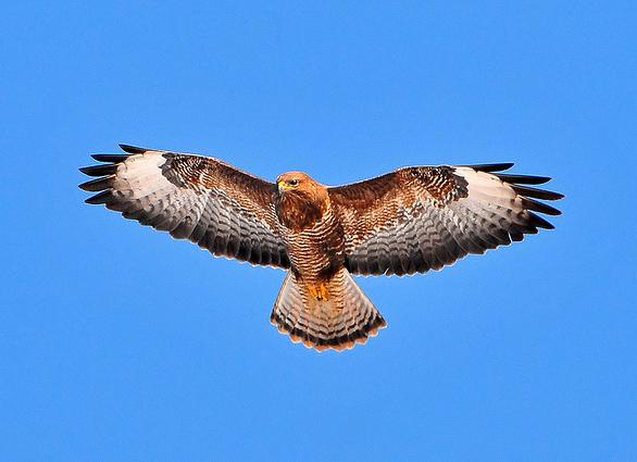 Barkum68's tweet image. #ProfilePhoto 🦅