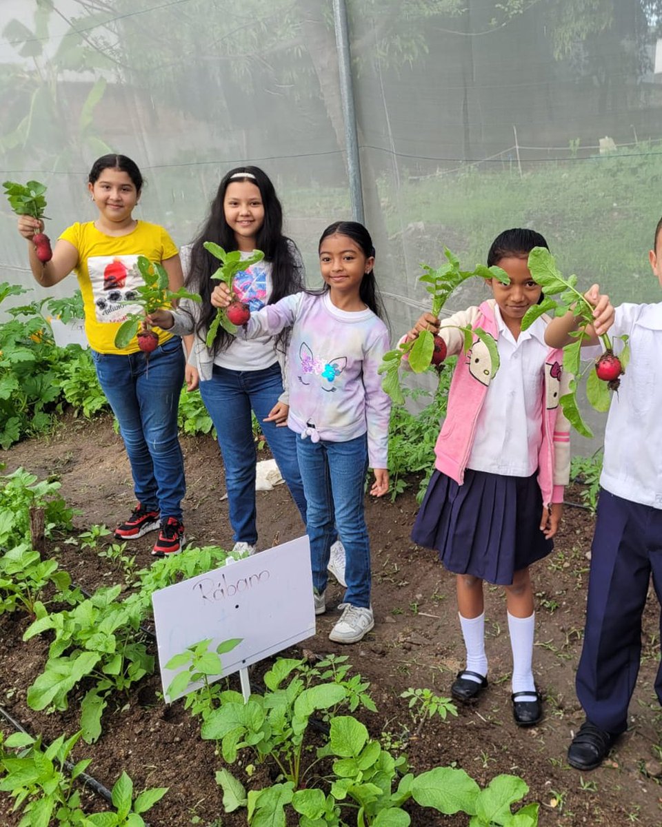 pronaders_hn's tweet image. 📍 En El Distrito Central, Francisco Morazán

✅ Escuelas como La Flor y Las Américas cosechan #Bienestar en #HuertosEscolares de #SAG_PRONADERS, con producción de rábano. 🌱🥬 Un tubérculo que hidrata, limpia el organismo y activas defensas, aportando salud desde temprana edad.