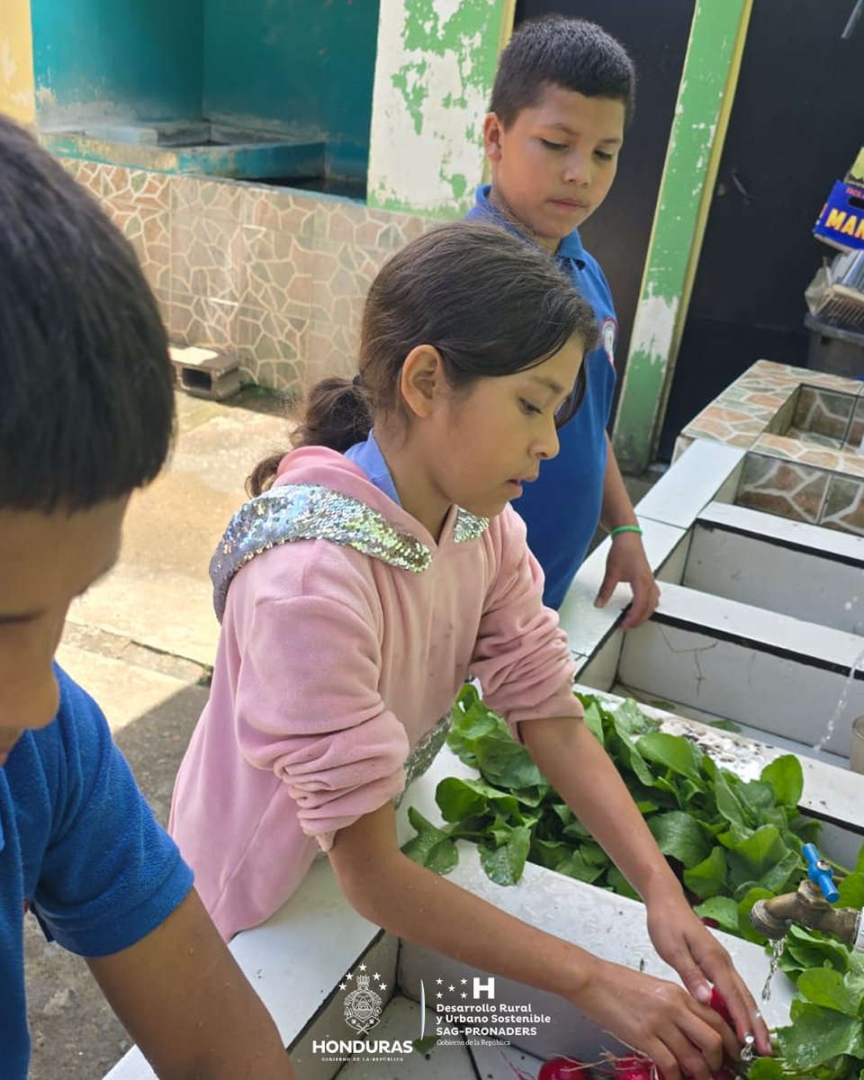 pronaders_hn's tweet image. 📍 En El Distrito Central, Francisco Morazán

✅ Escuelas como La Flor y Las Américas cosechan #Bienestar en #HuertosEscolares de #SAG_PRONADERS, con producción de rábano. 🌱🥬 Un tubérculo que hidrata, limpia el organismo y activas defensas, aportando salud desde temprana edad.