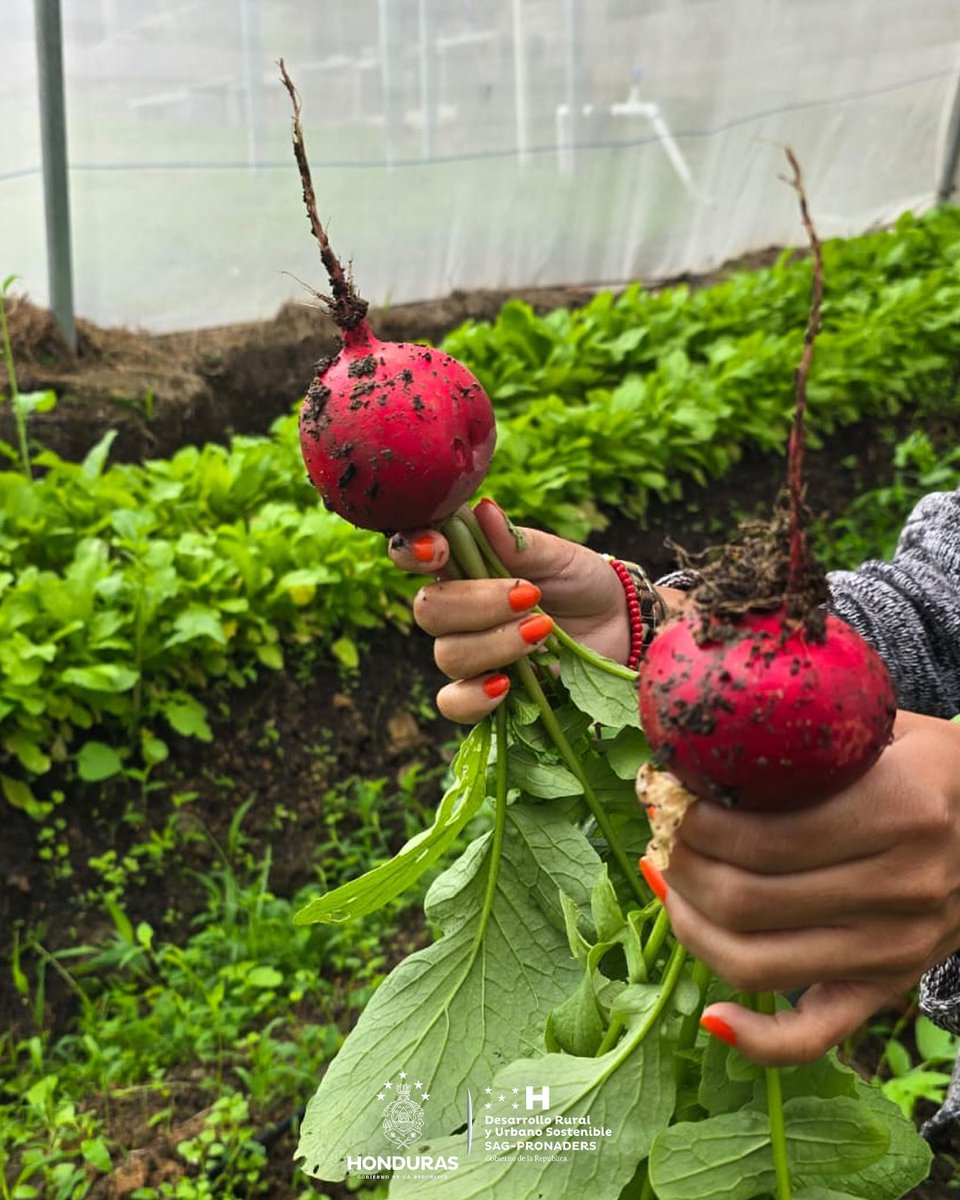 pronaders_hn's tweet image. 📍 En El Distrito Central, Francisco Morazán

✅ Escuelas como La Flor y Las Américas cosechan #Bienestar en #HuertosEscolares de #SAG_PRONADERS, con producción de rábano. 🌱🥬 Un tubérculo que hidrata, limpia el organismo y activas defensas, aportando salud desde temprana edad.