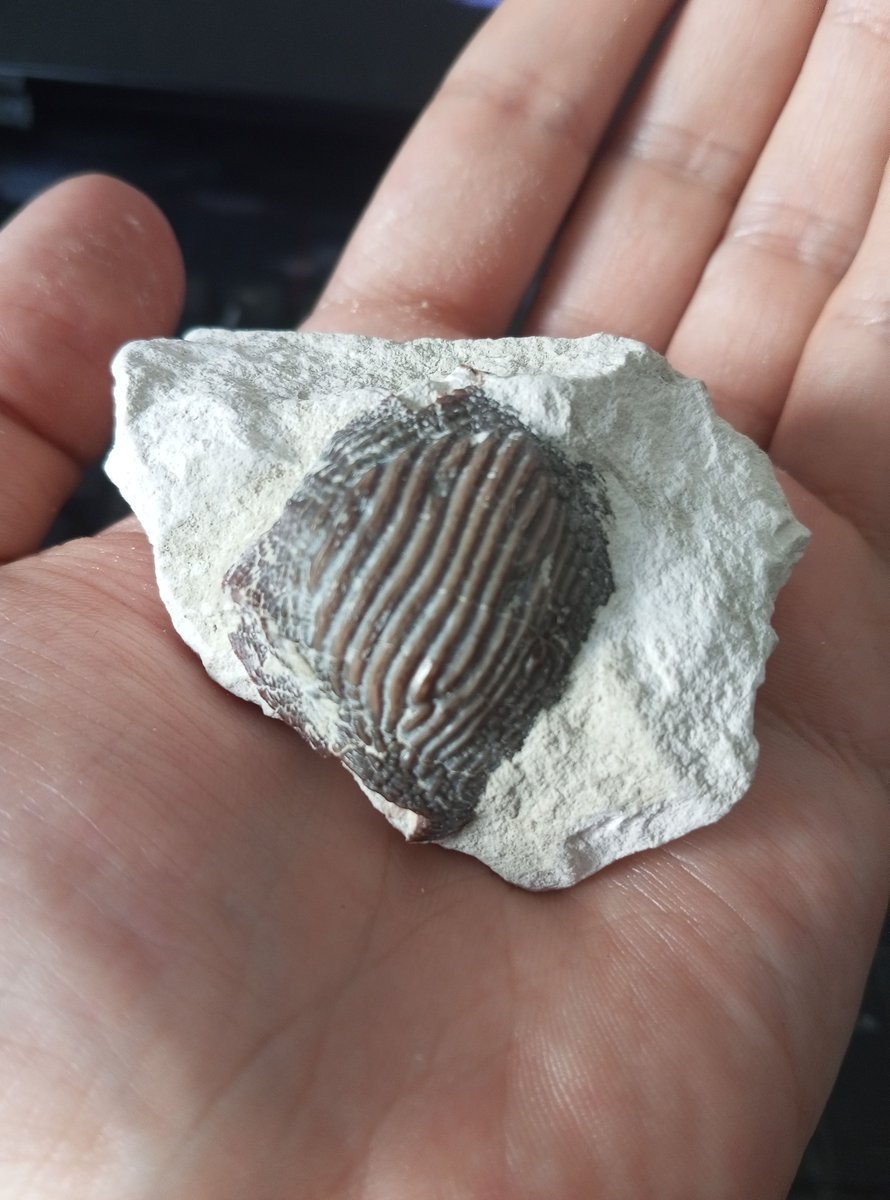 ALEXIS DA COSTA tweet media