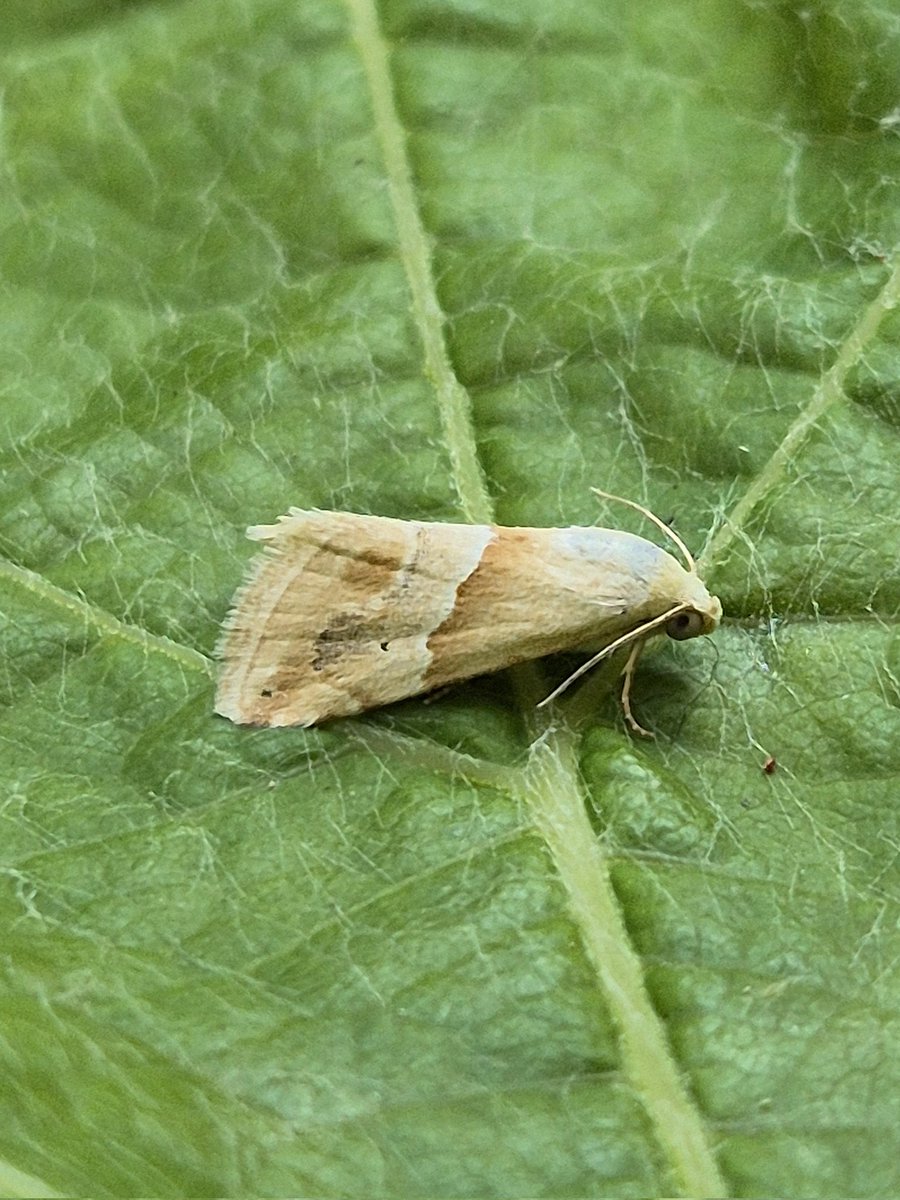 Matthew Deans (@deansmatthew) on Twitter photo Small Marbled (Eublemma parva) in my Hollesley, East Suffolk garden last night. <a href="/MigrantMothUK/">Migrant Lepidoptera</a> Small Marbled (Eublemma parva) in my Hollesley, East Suffolk garden last night. <a href="/MigrantMothUK/">Migrant Lepidoptera</a>