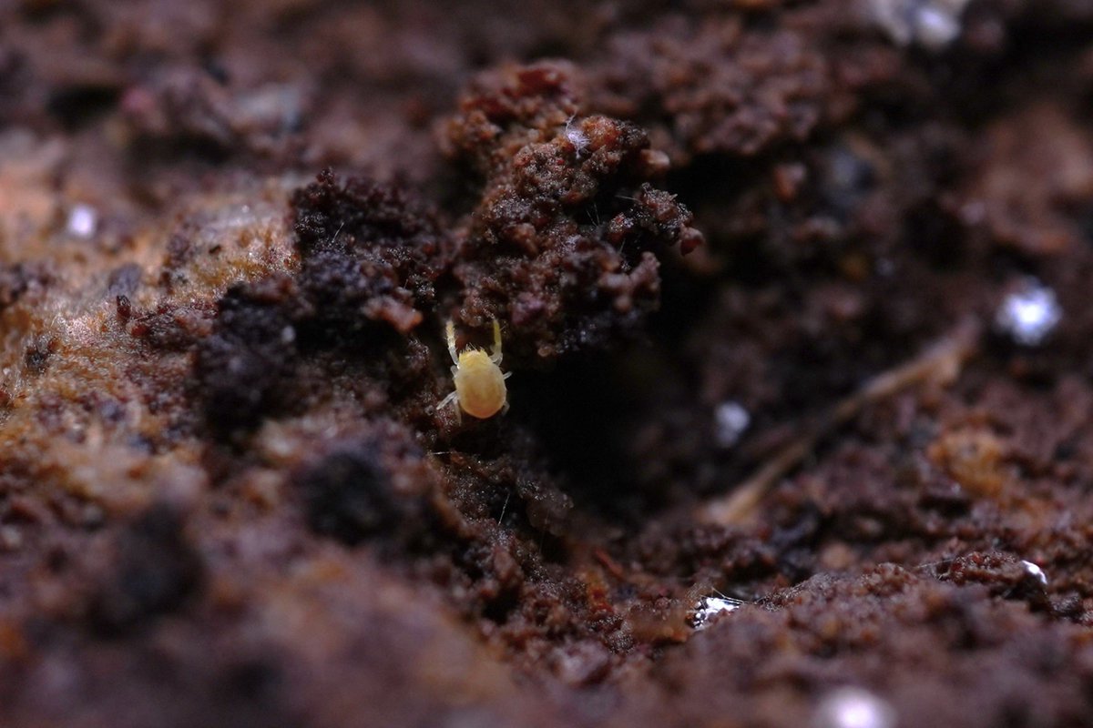Labidostommatidae
2025.05.16
Yangmingshan
