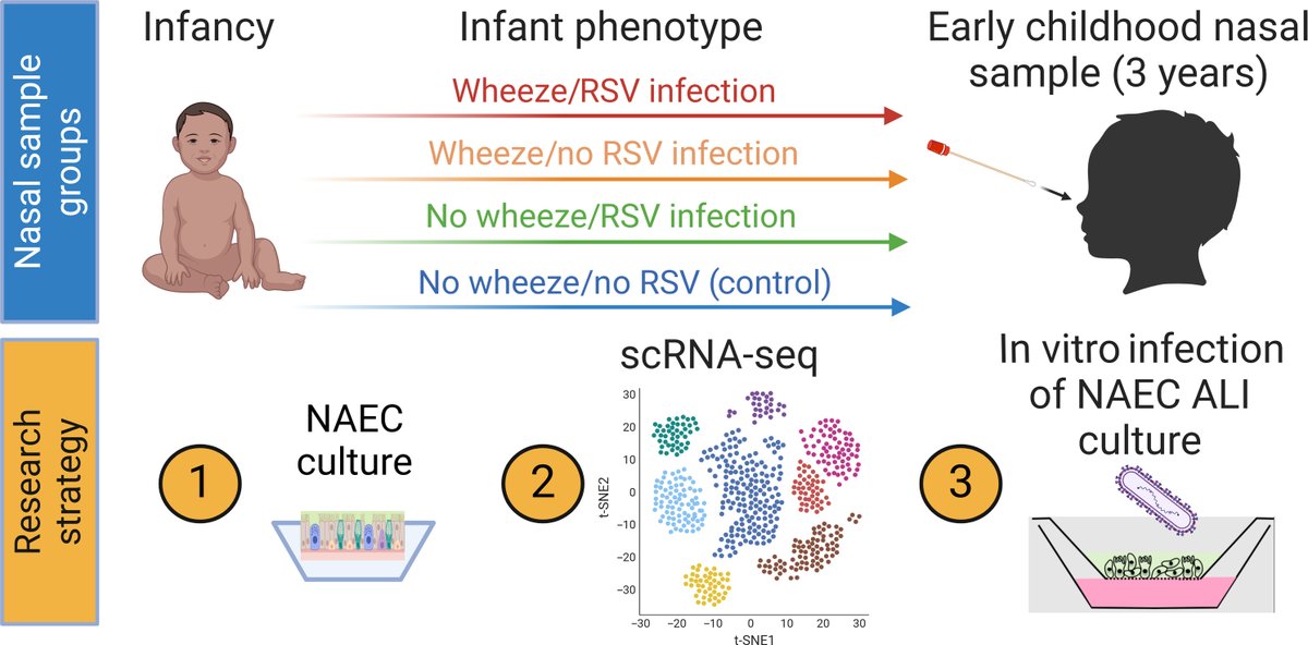 Single-cell profiling demonstrates the combined effect of #wheeze #phenotype and infant #viral #infection on #airway epithelial development. Open Access. interasma.org/2025/06/20/sin…