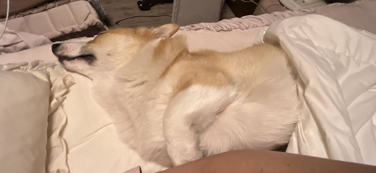 さすがに暑いんじゃないの？？って不思議に思うけどくっついてくる😌