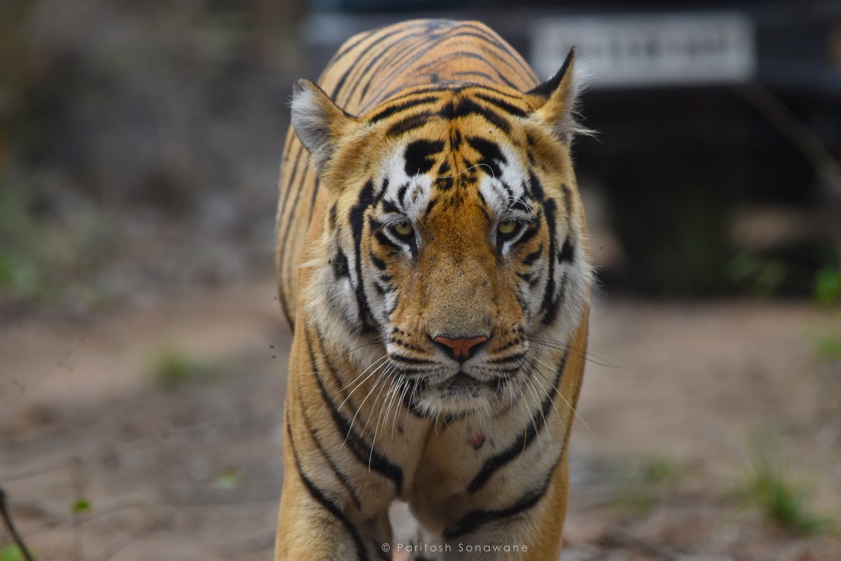 paritoshsonawne's tweet photo. https://t.co/xoMKEPLSE8

#WildlifePhotography #Tigers #tigersofindia #India #forest #wildlife #wild #maharashtra #shambhu #tigersofindia https://t.co/jEZU2EAYc5