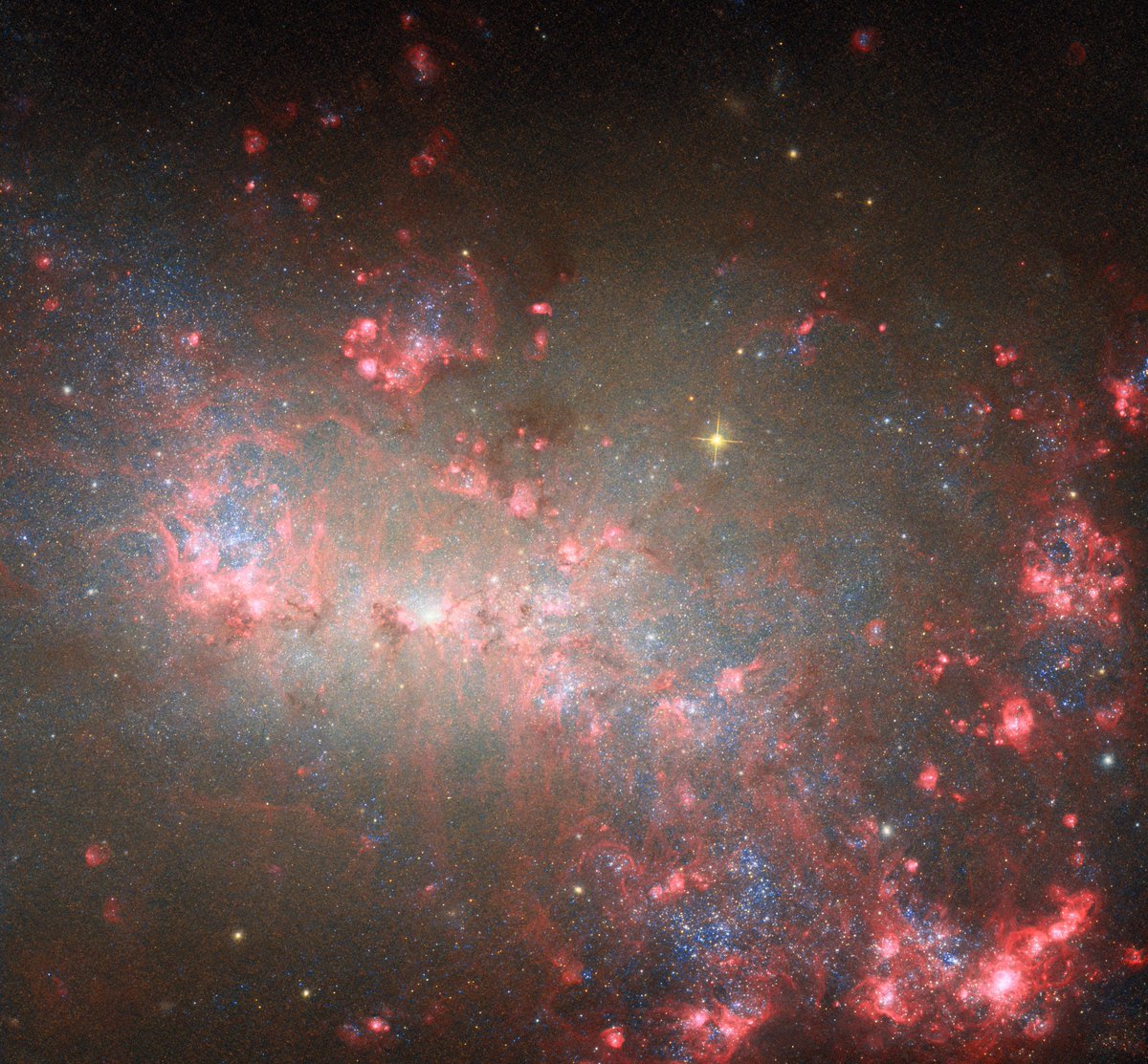 Pretty in pink 🎀

Despite its relatively small size, the dwarf galaxy NGC 4449 forms stars at a much faster rate than expected. The bright pink patches throughout show star-forming regions!

Find out more on this #HubbleFriday view: go.nasa.gov/4e8bHiG