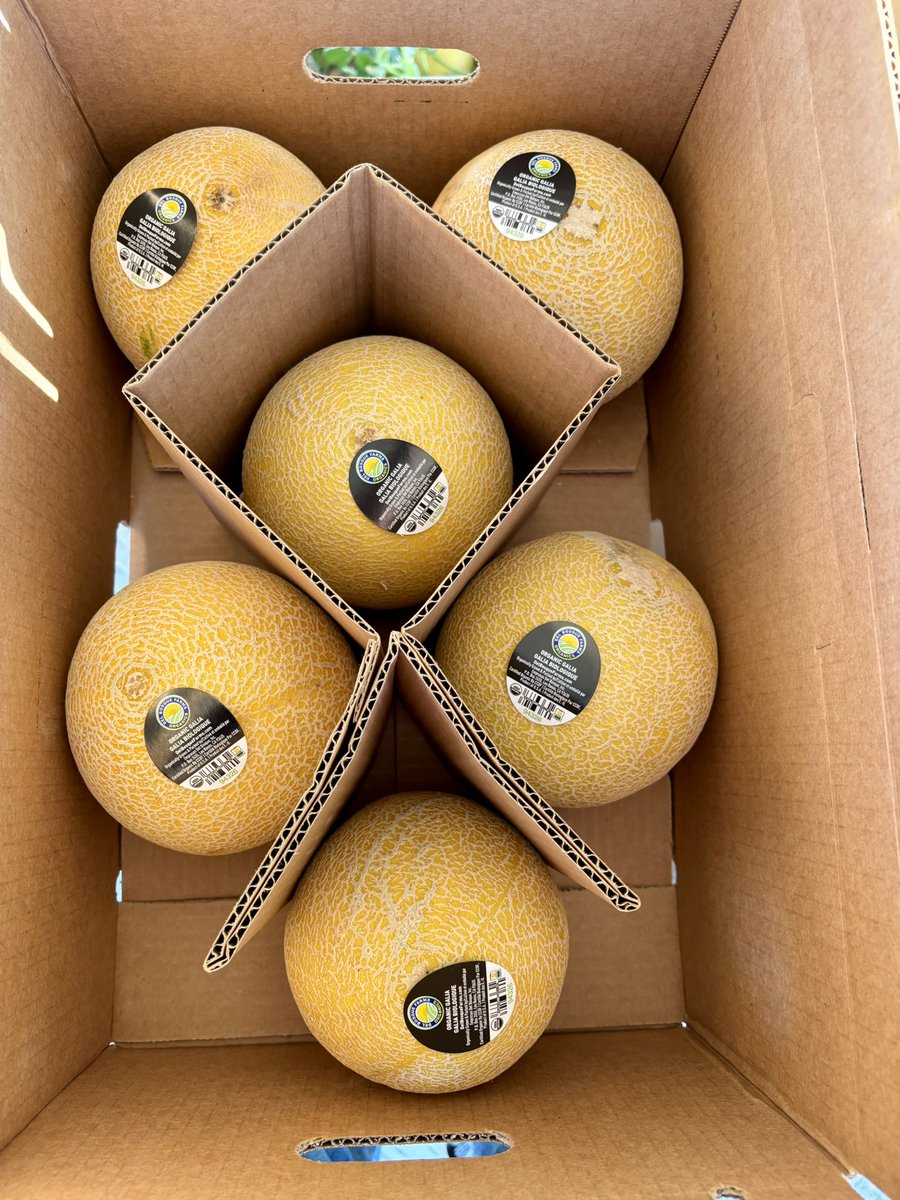 DelBosqueFarms's tweet image. Galia. Melon of the week. We have begun picking galia melons. Developed in Israel by the melon breeder Dr. Zvi Karchi, the Galia melon was named after Karchi's daughter, whose name means "God's wave" in Hebrew. #CAgrown