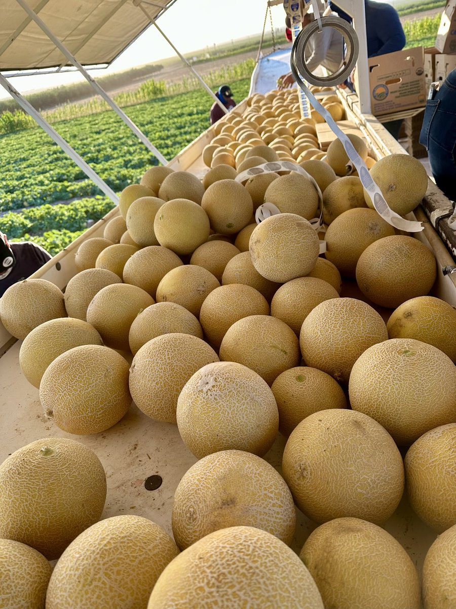 DelBosqueFarms's tweet image. Galia. Melon of the week. We have begun picking galia melons. Developed in Israel by the melon breeder Dr. Zvi Karchi, the Galia melon was named after Karchi's daughter, whose name means "God's wave" in Hebrew. #CAgrown