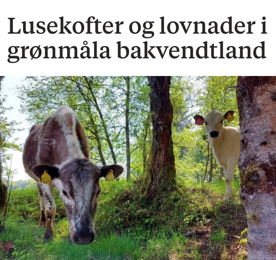 Bonde Nina fra Bygstad setter fingeren på hykleriet som foregår: "I staden for å ete opp middagen, let vi maten gå i bosset – og gjev kyrne eit metanhemmande stoff i fôret for å kjenne oss miljøvenlege. [...] Klimakrisa har vorte ei marknadskrise. Eit rekneskap. Eit avlatsbrev."