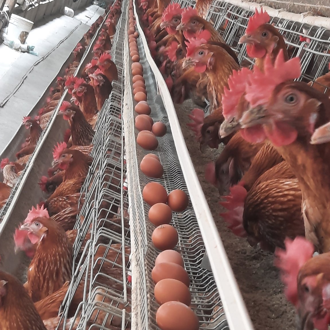 Are you interested in poultry farming, are you ready to learn about the best practices in the poultry business?

Make more money by getting unlimited knowledge on the latest innovations in this lucrative agriculture unit, all at the 31st National Agricultural Show

#AgricShow25